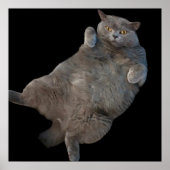 背中に敷設されるブリティッシュ・ショートヘアの太い猫 ポスター (正面)