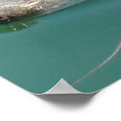 背中に浮間抜けかぶケープコッドシール ポスター (角)