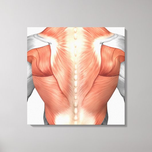 背中の男性の筋肉解剖学1 キャンバスプリント (正面)