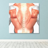 背中の男性の筋肉解剖学1 キャンバスプリント (インサイチュ (ウッドフロア))