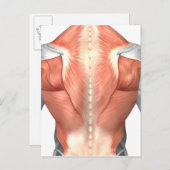 背中の男性の筋肉解剖学1 ポストカード (正面/裏面)