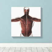 背中の男性の筋肉解剖学2 キャンバスプリント (インサイチュ (ウッドフロア))