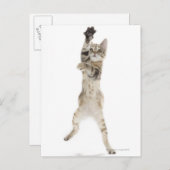 背中の足に立つ子猫 ポストカード (正面/裏面)