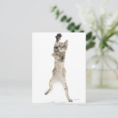 背中の足に立つ子猫 ポストカード (スタンド正面)