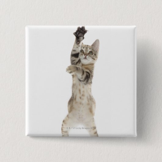 背中の足に立つ子猫 缶バッジ (正面)