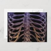 背中の骨 ポストカード (正面/裏面)