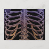 背中の骨 ポストカード (正面)