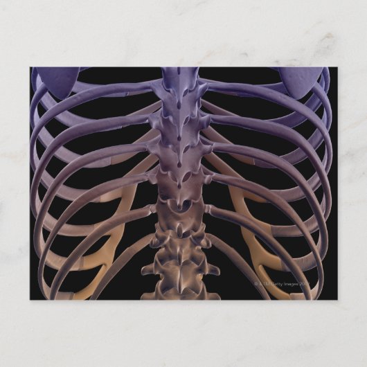 背中の骨 ポストカード (正面)