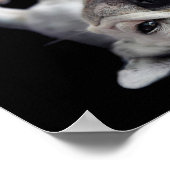 背中フランスのにブルドッグ ポスター (角)