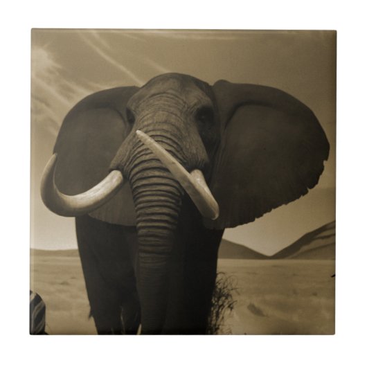 背威厳のある高 タイル (正面)