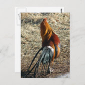 背後からフェニックスの雄鶏 ポストカード (正面/裏面)