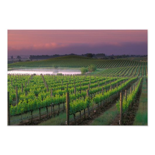 背後の遠くの霧の中の日の出の色 フォトプリント            (正面)