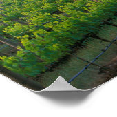 背後の遠くの霧の中の日の出の色 ポスター (角)