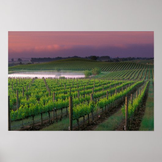 背後の遠くの霧の中の日の出の色 ポスター (正面)