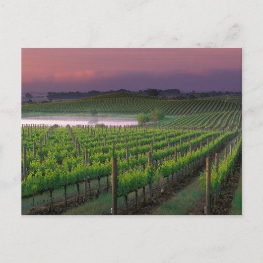 背後の遠くの霧の中の日の出の色 ポストカード (正面)