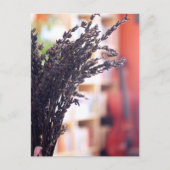 背景にラベンダー、チェロ、本棚を乾燥 ポストカード (正面)