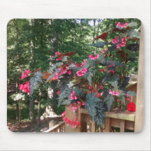 背景に森があるエンジェル・ベゴニア