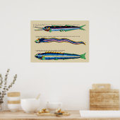 背景ポスターに載ったスキニー魚3匹 ポスター (キッチン)