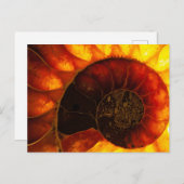 背景照明付きアンモナイト、クレオニチェラス ポストカード (正面/裏面)