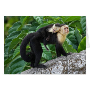 背部のベビーを運んでいる大人のCapuchin猿