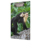 背部のベビーを運んでいる大人のCapuchin猿 クリップボード (左)