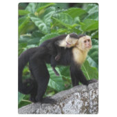 背部のベビーを運んでいる大人のCapuchin猿 クリップボード (裏面)