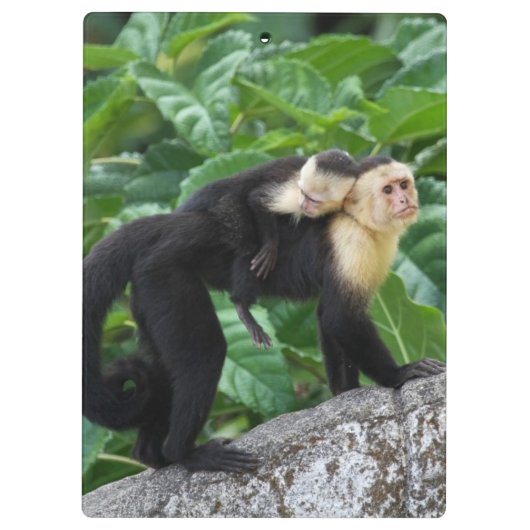 背部のベビーを運んでいる大人のCapuchin猿 クリップボード (裏面)