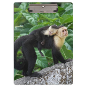 背部のベビーを運んでいる大人のCapuchin猿 クリップボード