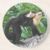 背部のベビーを運んでいる大人のCapuchin猿 コースター (正面)