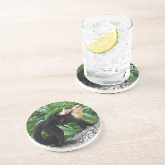 背部のベビーを運んでいる大人のCapuchin猿 コースター (側面)