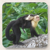 背部のベビーを運んでいる大人のCapuchin猿 コースター (正面)