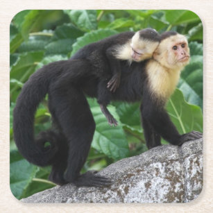 背部のベビーを運んでいる大人のCapuchin猿 スクエアペーパーコースター