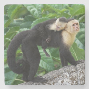 背部のベビーを運んでいる大人のCapuchin猿 ストーンコースター