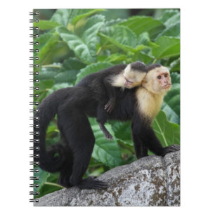 背部のベビーを運んでいる大人のCapuchin猿 ノートブック
