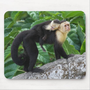 背部のベビーを運んでいる大人のCapuchin猿 マウスパッド