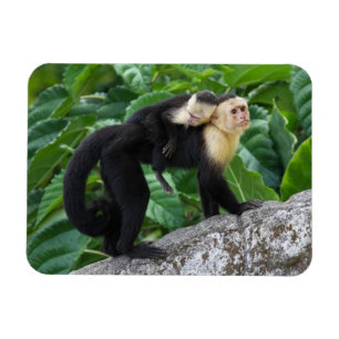背部のベビーを運んでいる大人のCapuchin猿 マグネット