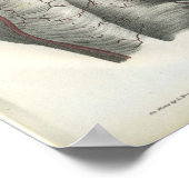 背部解剖学プリント ポスター (角)