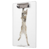 背部足に立っている子ネコ クリップボード (左)