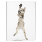 背部足に立っている子ネコ クリップボード (裏面)