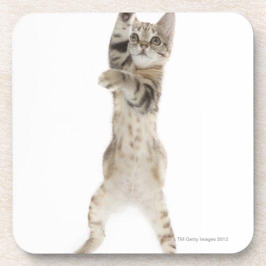 背部足に立っている子ネコ コースター (正面)