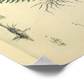 胎児位置Medical Plant Anatomy Artプリント ポスター (角)