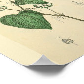 胎児子宮ヴィンテージ解剖学プリント ポスター (角)