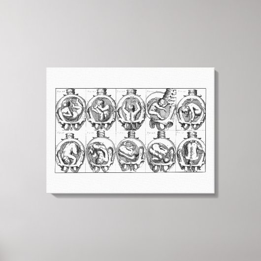 胎内ベビーヴィンテージ助産師解剖学イラストレーション キャンバスプリント (正面)