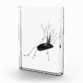 胎盤解剖学の健康科学生物学の詩芸術 フォトブロック (右)