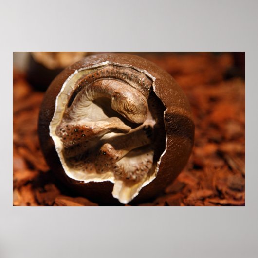 胚のある恐竜の卵 ポスター (正面)