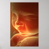 胚発生4 ポスター (正面)