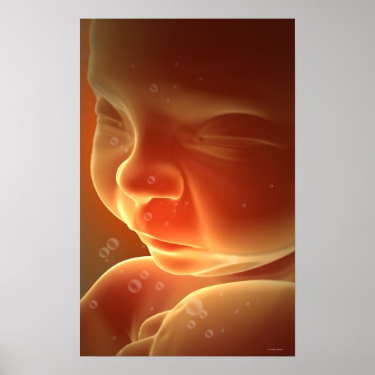 胚発生4 ポスター (正面)