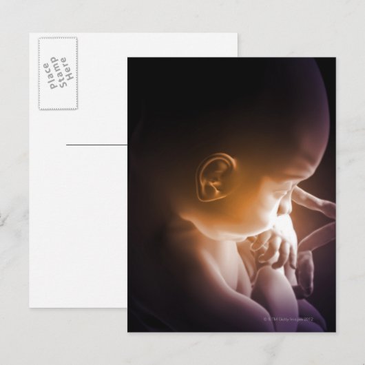 胚発生5 ポストカード (正面/裏面)