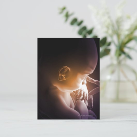 胚発生5 ポストカード (スタンド正面)