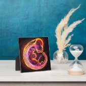 胚 フォトプラーク (インサイチュ)